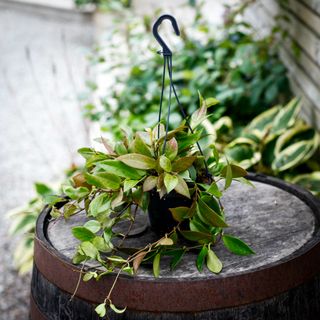 Hoya 'Sunrise' i ampel 14 cm RÄDDA MIG!