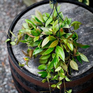 Hoya 'Sunrise' i ampel 14 cm RÄDDA MIG!