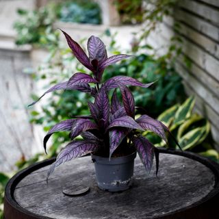 Strobilanthes Persisk Sköld 12 cm - Ametistbuske