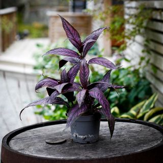 Strobilanthes Persisk Sköld 12 cm - Ametistbuske
