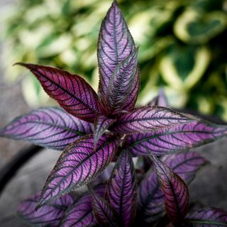 Strobilanthes Persisk Sköld 12 cm - Ametistbuske