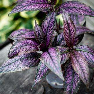 Strobilanthes Persisk Sköld 12 cm - Ametistbuske