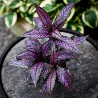 Strobilanthes Persisk Sköld 12 cm - Ametistbuske
