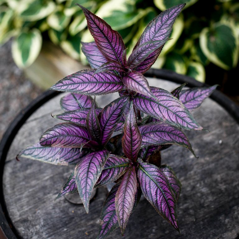 Strobilanthes Persisk Sköld - Ametistbuske 12 cm