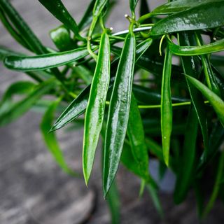 Hoya longifolia 9 cm på båge