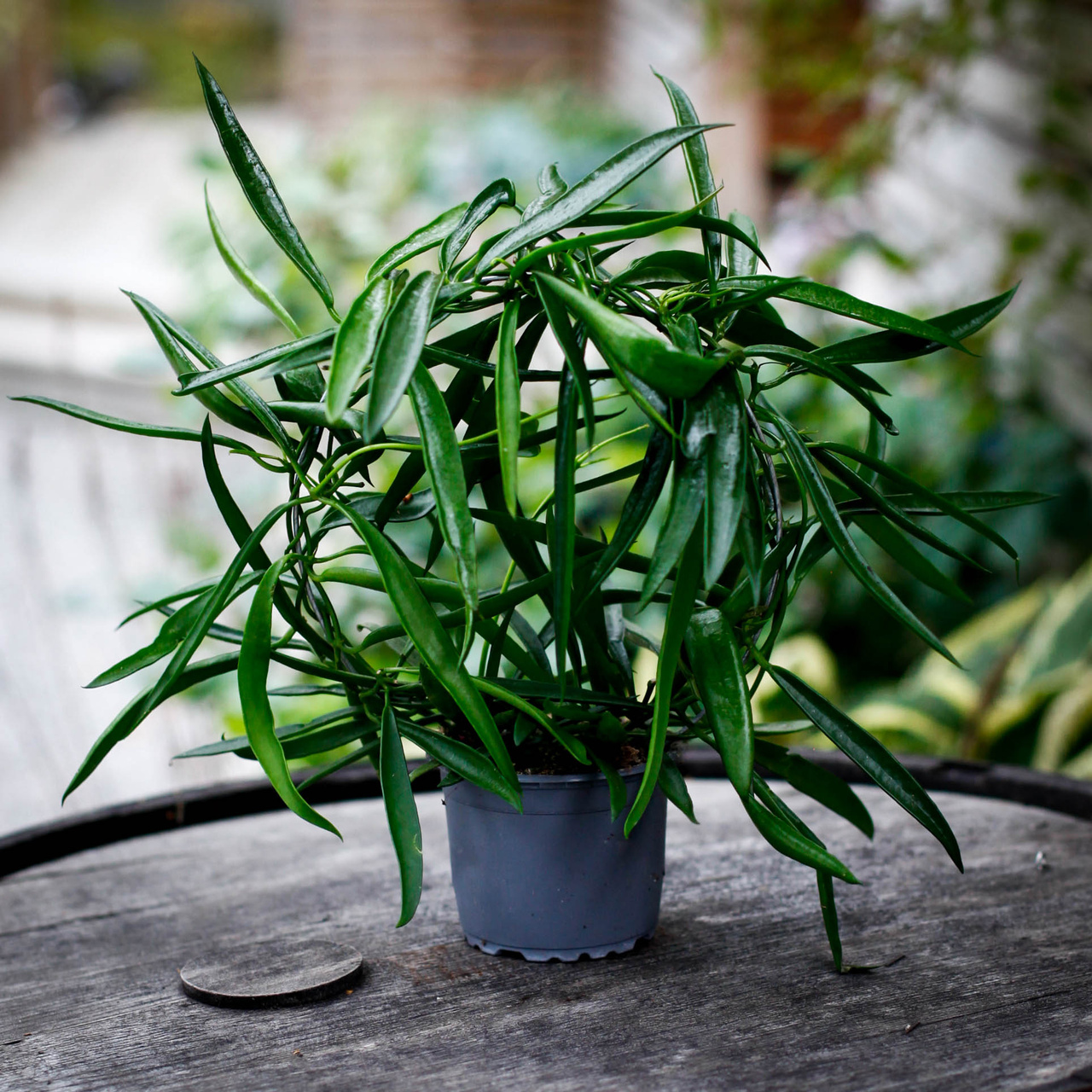 Hoya longifolia på båge som klätterväxt inomhus