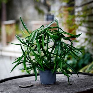 Hoya longifolia 9 cm på båge