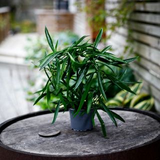 Hoya longifolia 9 cm på båge