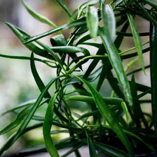 Hoya longifolia 9 cm på båge