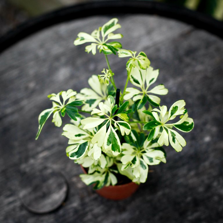 Schefflera 'Janine' - Paraplyaralia 9 cm