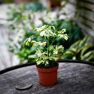 Schefflera 'Janine' 9 cm - Paraplyaralia