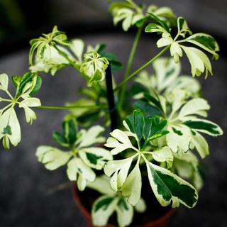 Schefflera 'Janine' 9 cm - Paraplyaralia