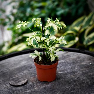 Schefflera 'Janine' 9 cm - Paraplyaralia