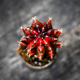 Gymnocalycium mihanovichii röd/svart