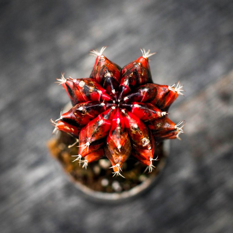 Gymnocalycium mihanovichii röd/svart 6 cm