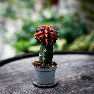 Gymnocalycium mihanovichii röd/svart