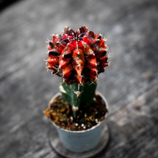 Gymnocalycium mihanovichii röd/svart