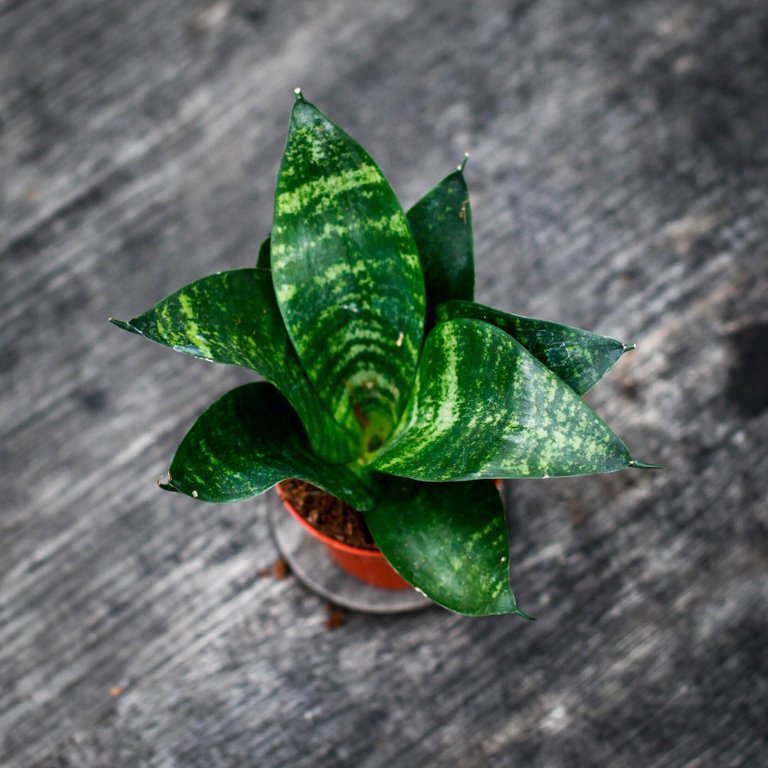 Sansevieria 'Tiger Star' - Svärmorstunga 6 cm