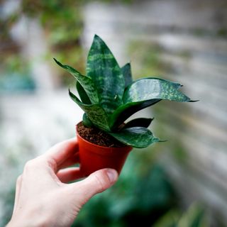Sansevieria 'Tiger Star' - Svärmorstunga