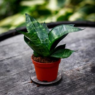 Sansevieria 'Tiger Star' - Svärmorstunga