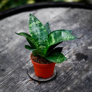 Sansevieria 'Tiger Star' - Svärmorstunga