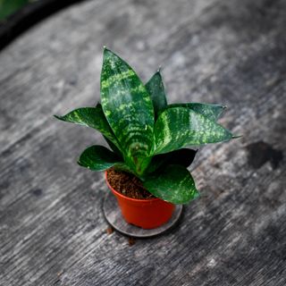 Sansevieria 'Tiger Star' - Svärmorstunga