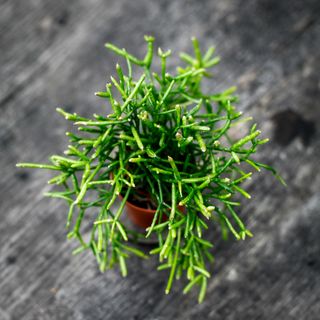 Rhipsalis 'Oasis'