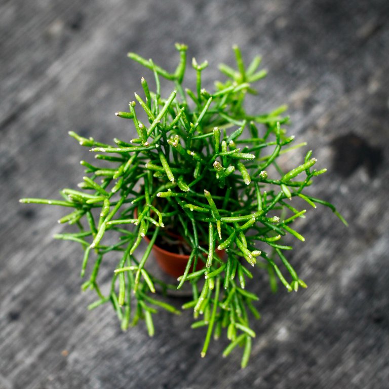 Rhipsalis 'Oasis' 6 cm