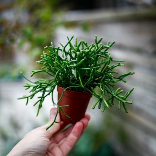 Rhipsalis 'Oasis'