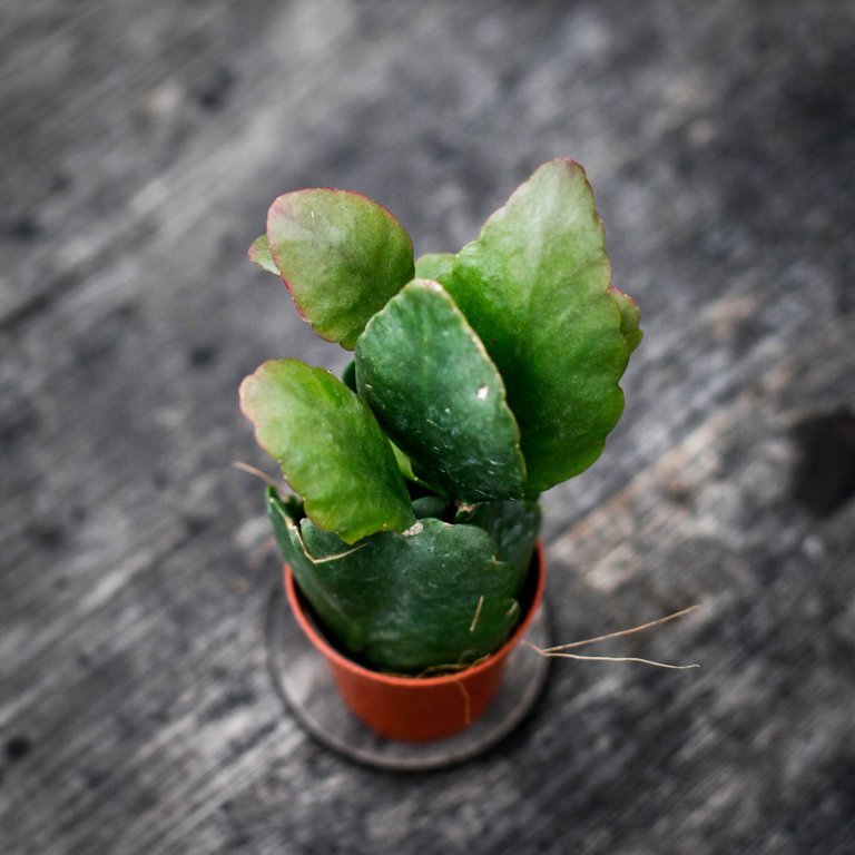 Rhipsalis augundis 6 cm
