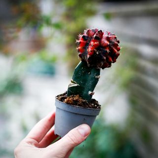 Gymnocalycium mihanovichii röd/svart