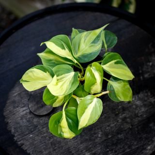 Philodendron 'Brazil' 12 cm