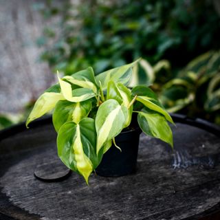 Philodendron 'Brazil' 12 cm