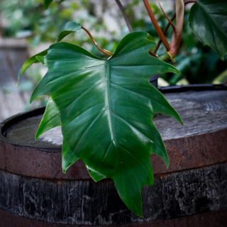 Philodendron mayoi 12 cm