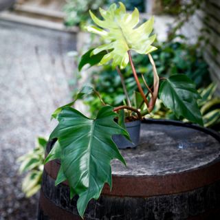 Philodendron mayoi 12 cm