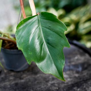 Philodendron mayoi 12 cm