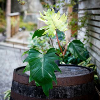 Philodendron mayoi 12 cm