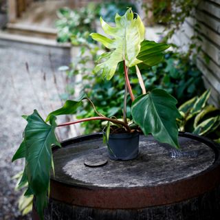 Philodendron mayoi 12 cm