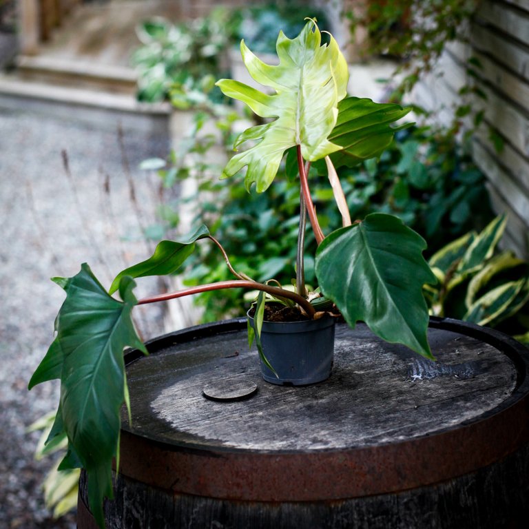 Philodendron mayoi 12 cm