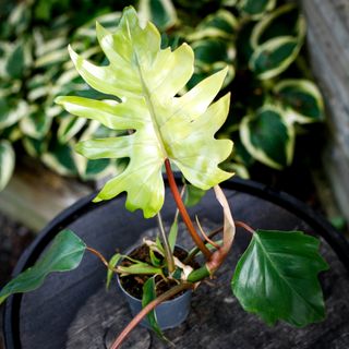 Philodendron mayoi 12 cm