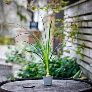Beaucarnea recurvata - Flasklilja