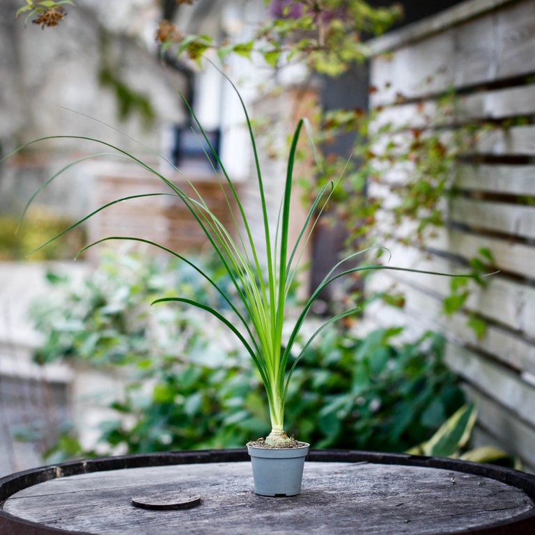 Beaucarnea recurvata 6 cm - Flasklilja