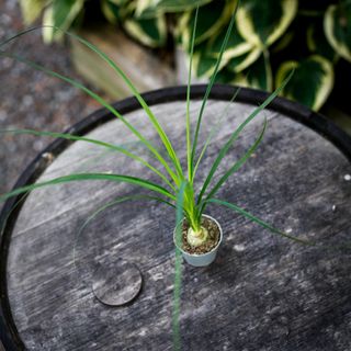 Beaucarnea recurvata - Flasklilja