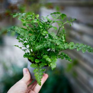 Asplenium 'Parvati' - Mother Fern