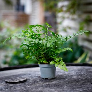 Asplenium 'Parvati' - Mother Fern