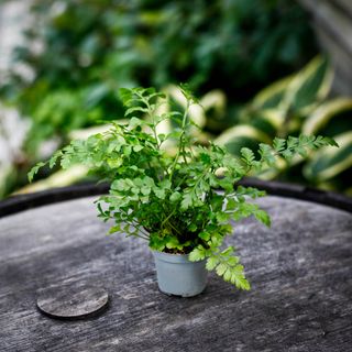 Asplenium 'Parvati' - Mother Fern