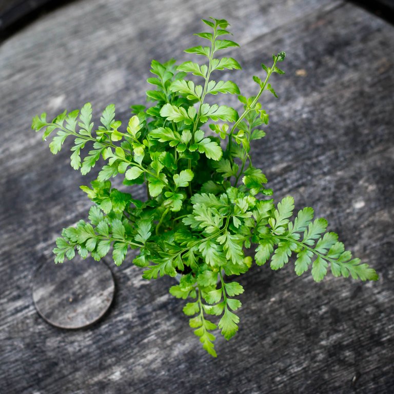 Asplenium 'Parvati' - Mother Fern 6 cm