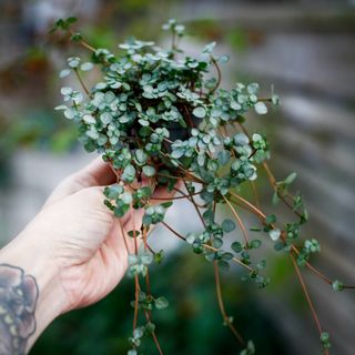 Pilea ’Greyzy’