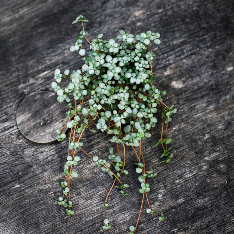 Pilea ’Greyzy’ 6 cm