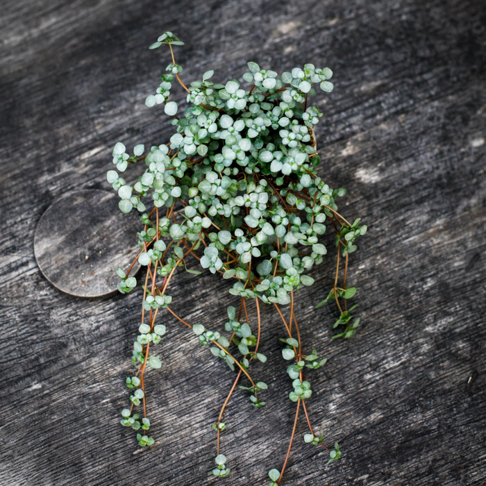 Pilea Greyzy som liten växt för terrarium